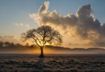 কল্পনায় থাকে বাস্তবে